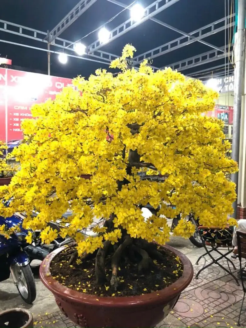 HÌNH MẪU 13