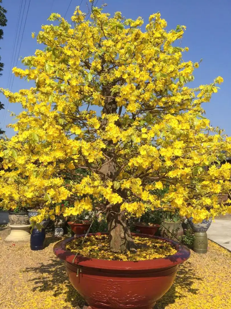 HÌNH MẪU 02