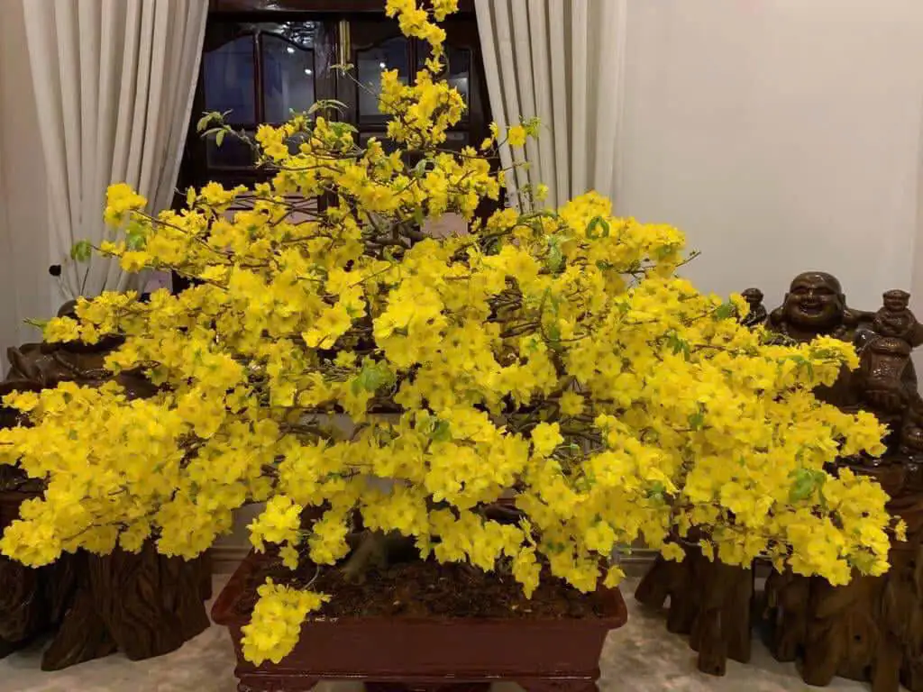 HÌNH MẪU 50