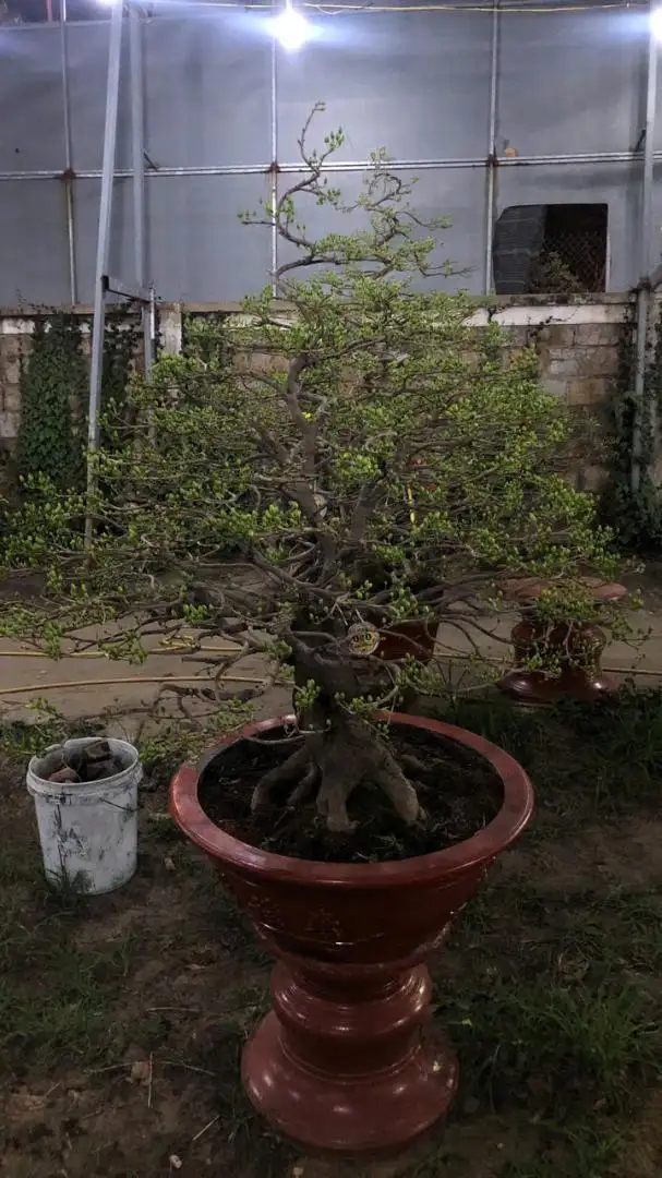 HBT – HÌNH MẪU 102