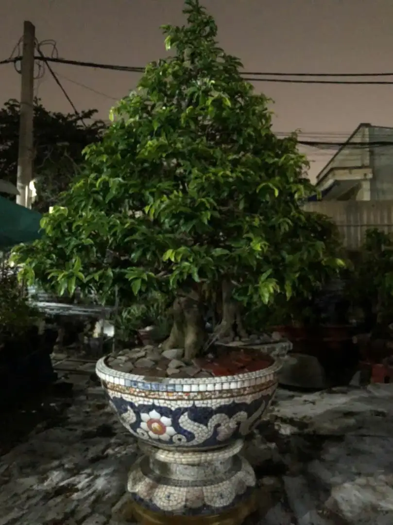 HBT - HÌNH MẪU 100