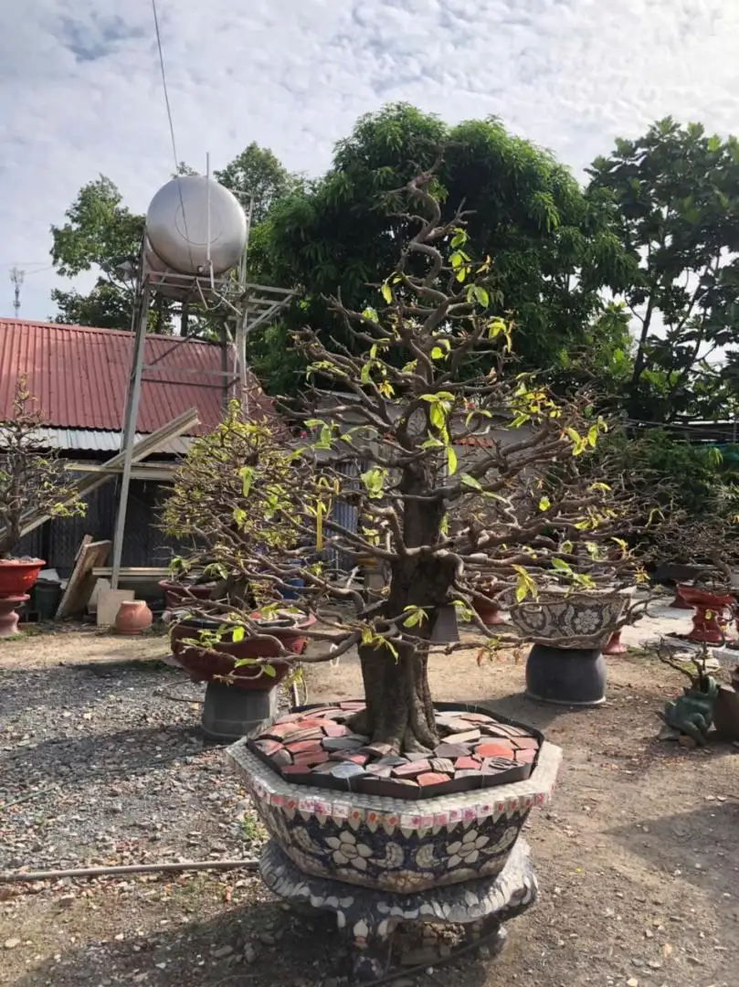 HBT - HÌNH MẪU 95