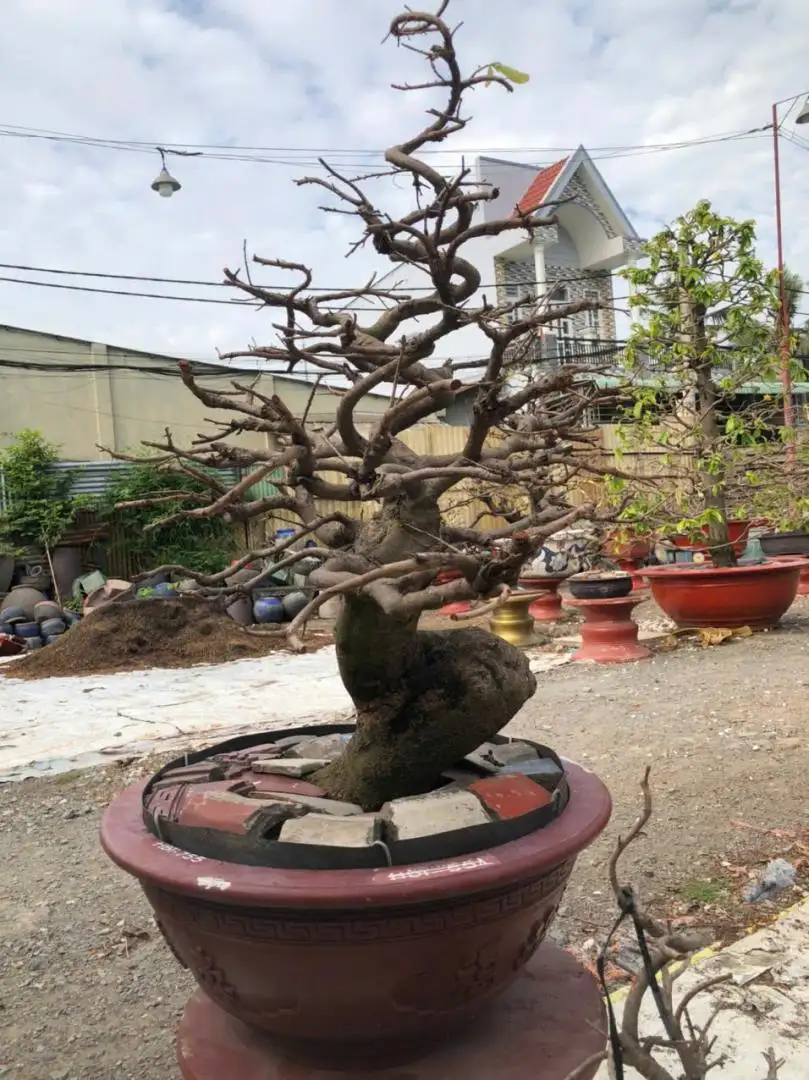 HBT - HÌNH MẪU 90
