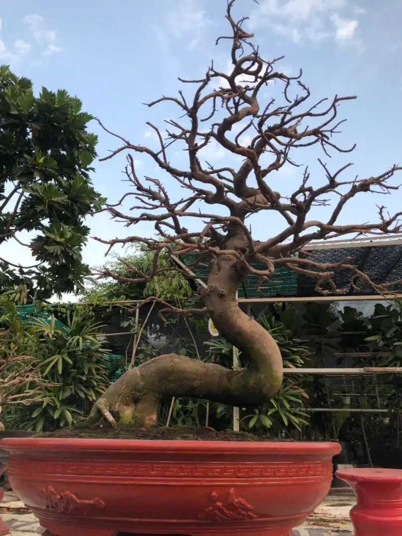 HBT - HÌNH MẪU 65