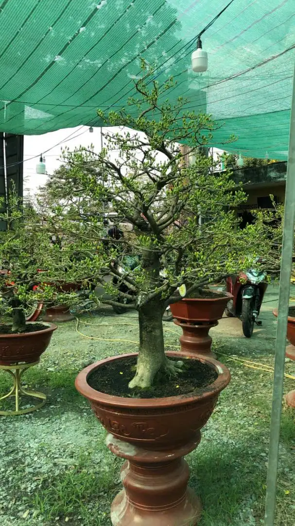 HBT - HÌNH MẪU 72