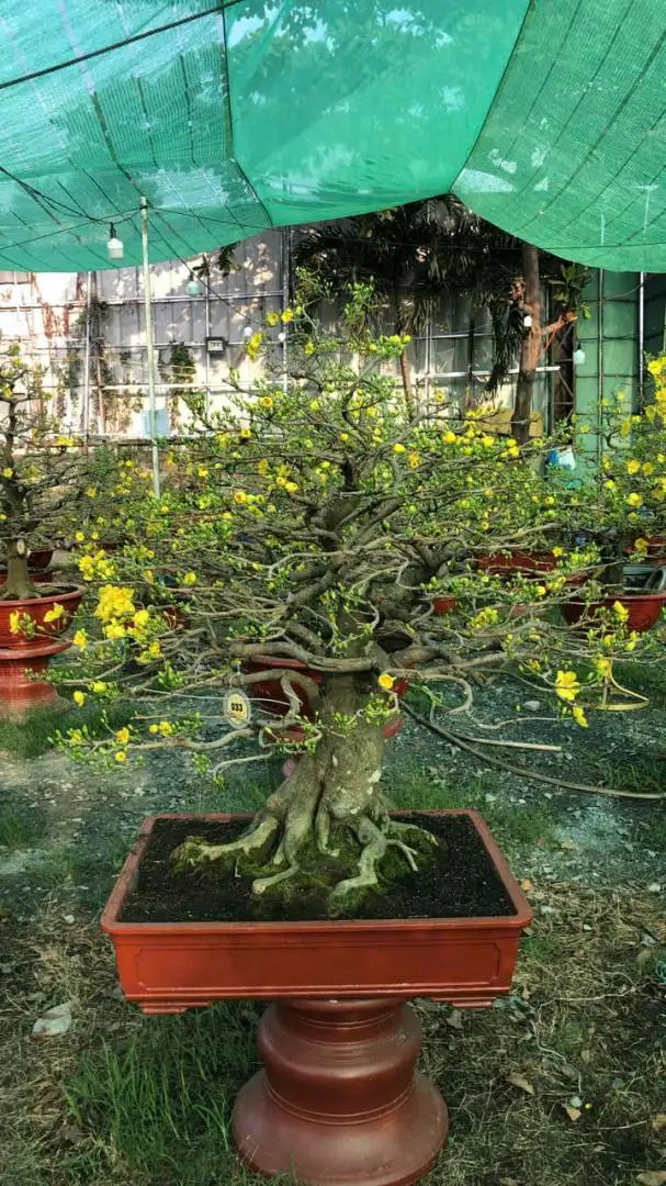 HBT - HÌNH MẪU 75