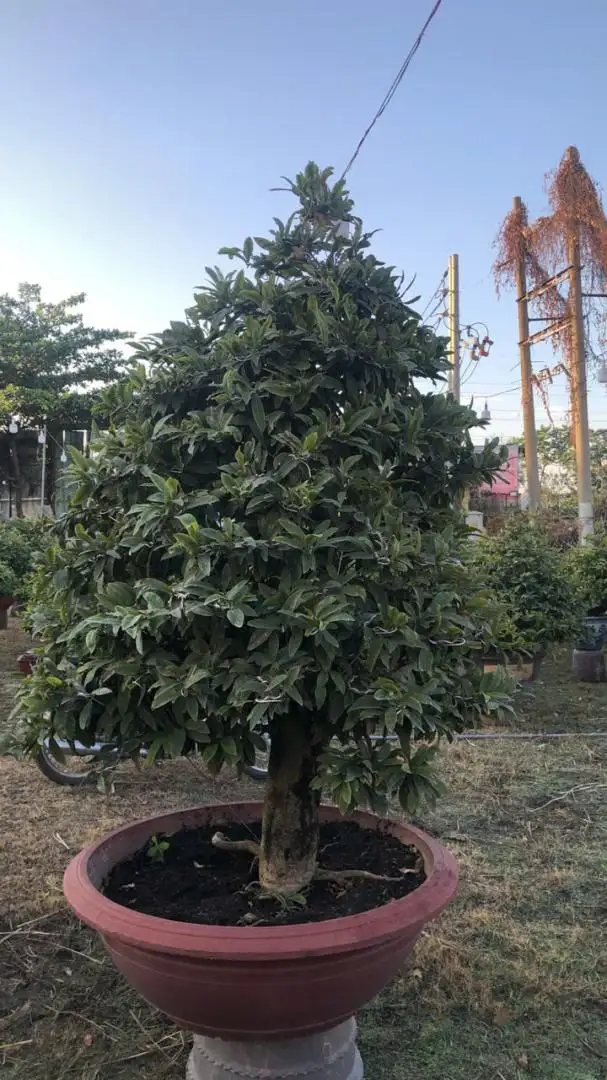 HBT - HÌNH MẪU 83