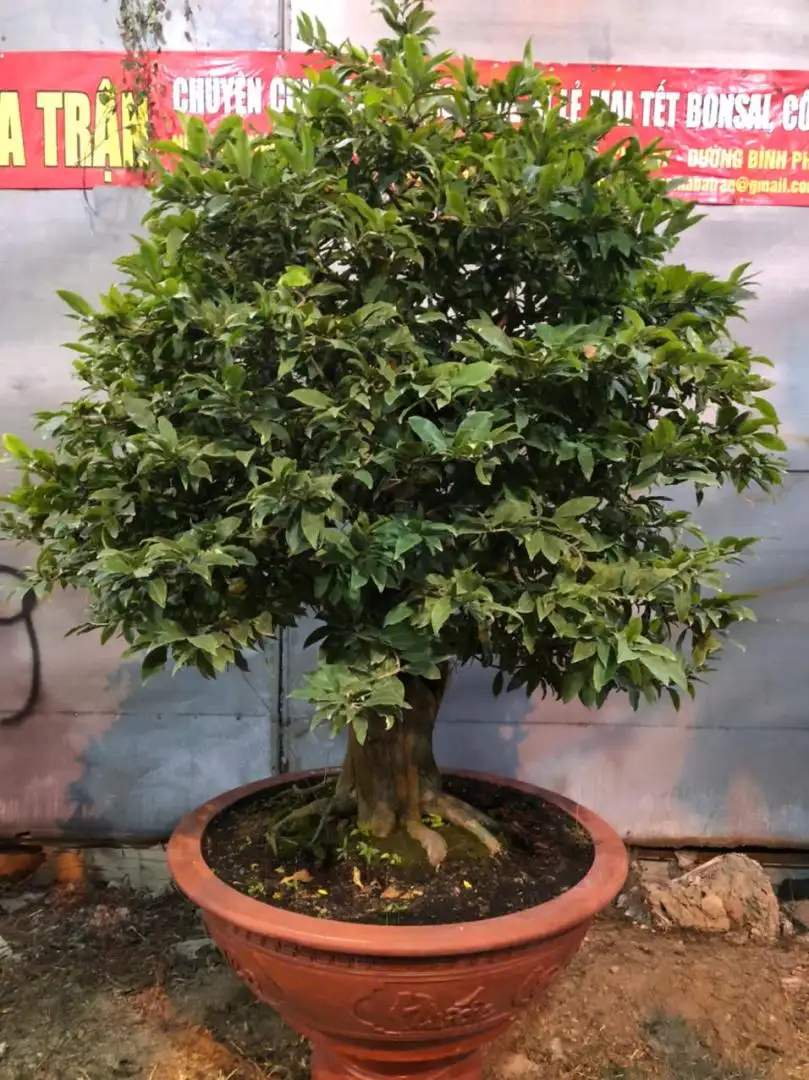 HBT - HÌNH MẪU 84