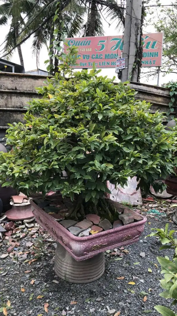 HBT – HÌNH MẪU 103