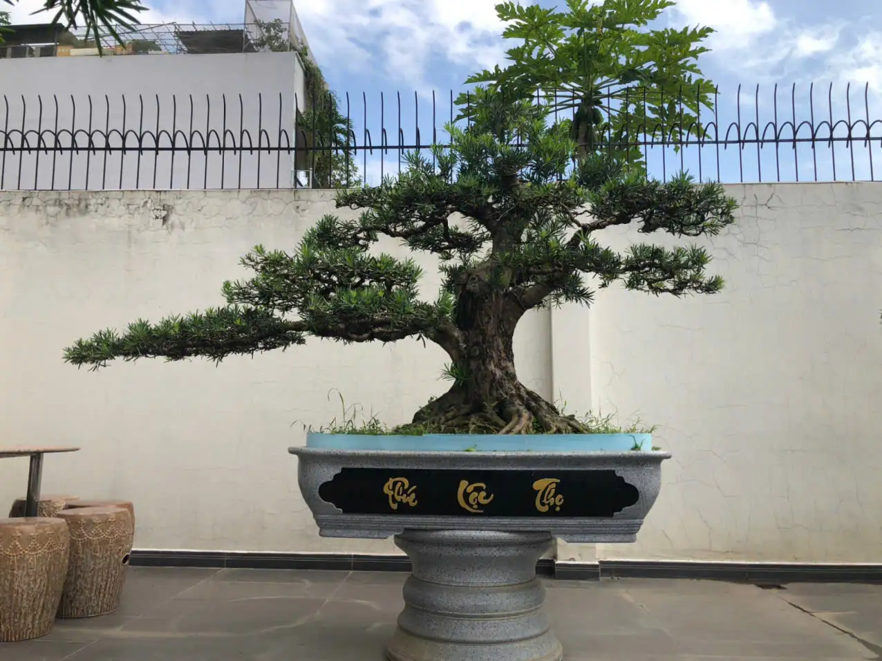 HBT – ẢNH MẪU 17