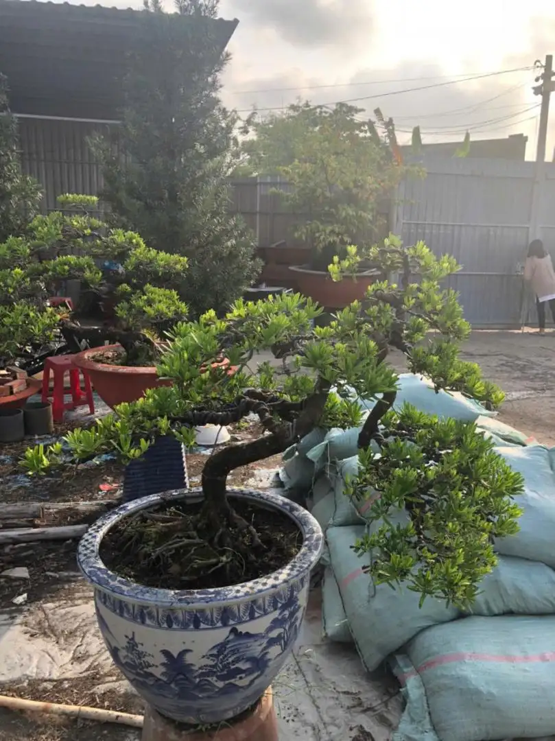 HBT – ẢNH MẪU 09