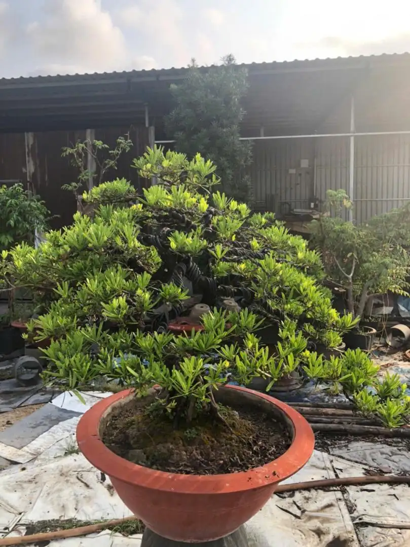 HBT – ẢNH MẪU 08