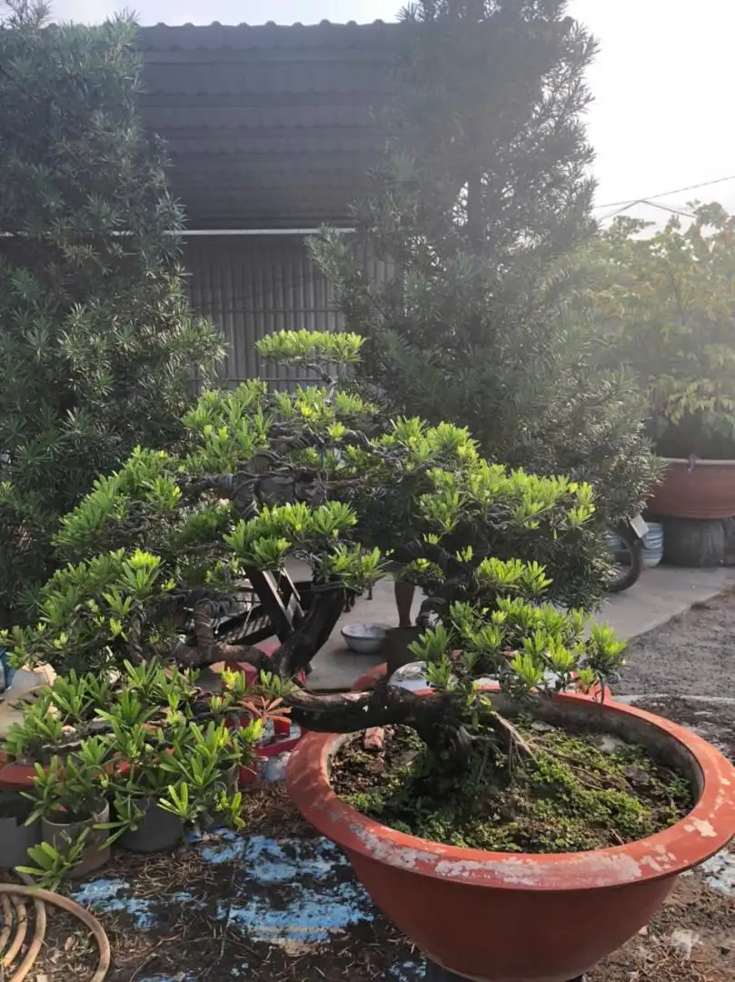 HBT – ẢNH MẪU 07