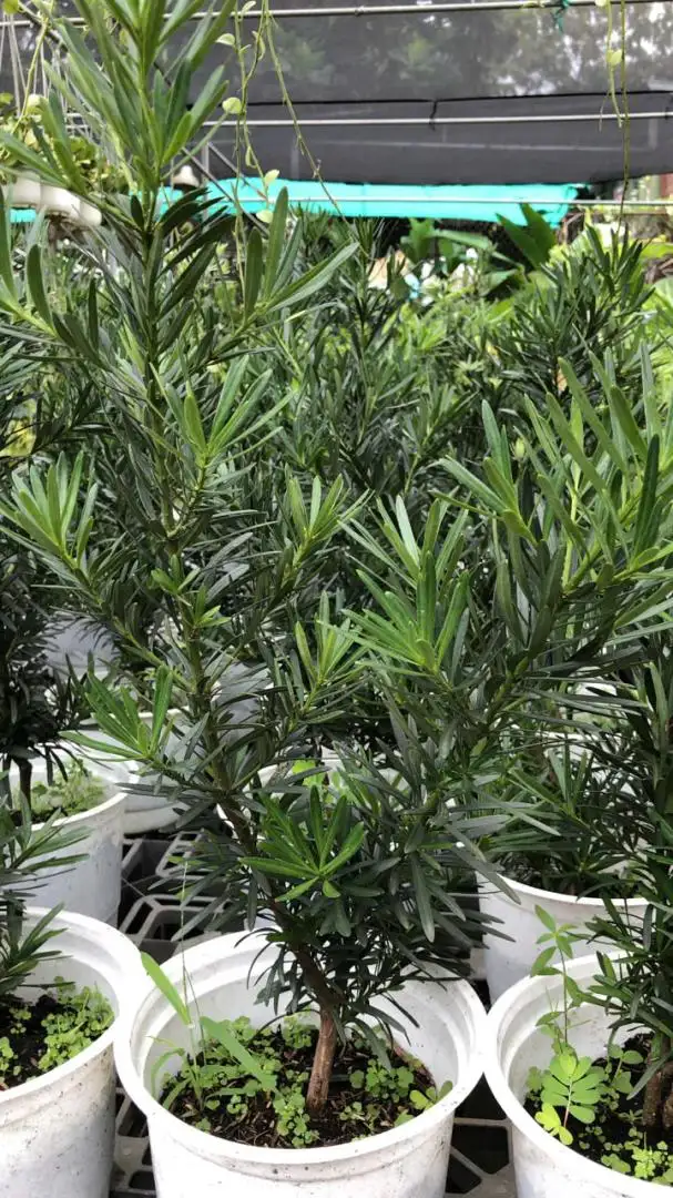 HBT – ẢNH MẪU 06