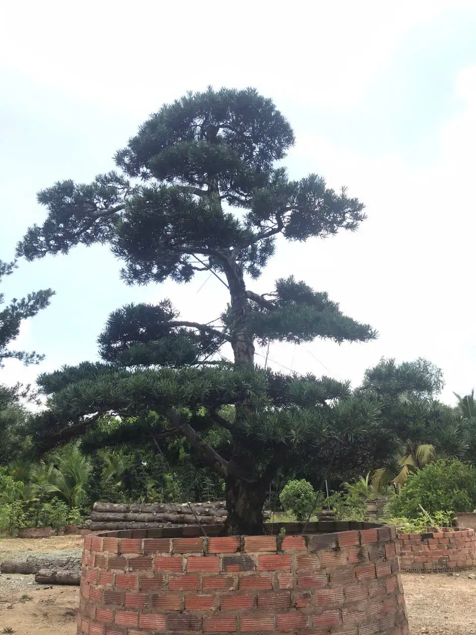 HBT – ẢNH MẪU 34
