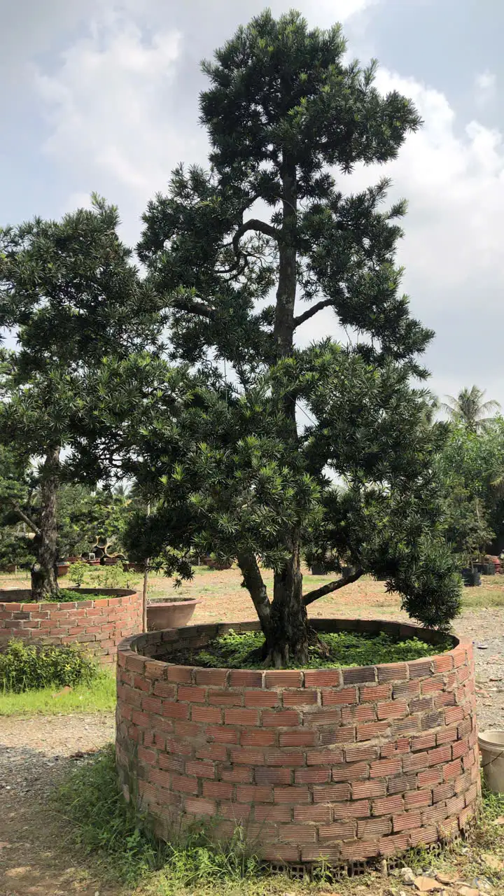 HBT – ẢNH MẪU 38