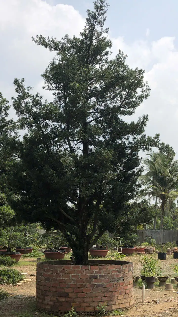 HBT – ẢNH MẪU 39