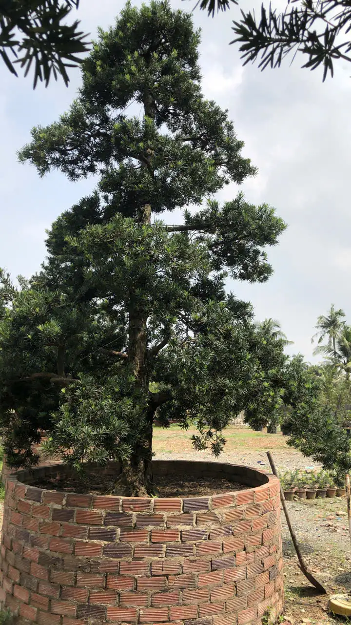 HBT – ẢNH MẪU 44