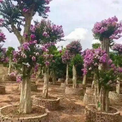 CÂY BẰNG LĂNG GHÉP 1