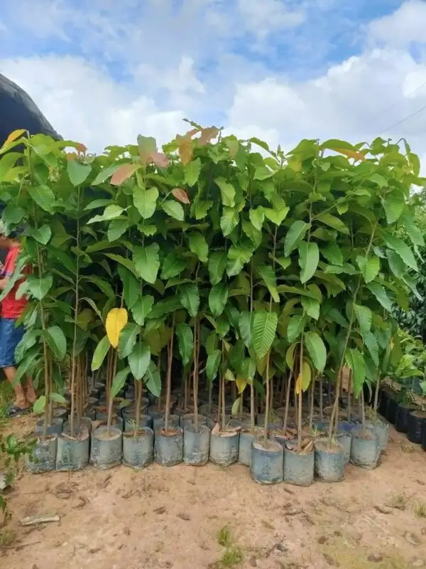 CÂY BẰNG LĂNG GIỐNG