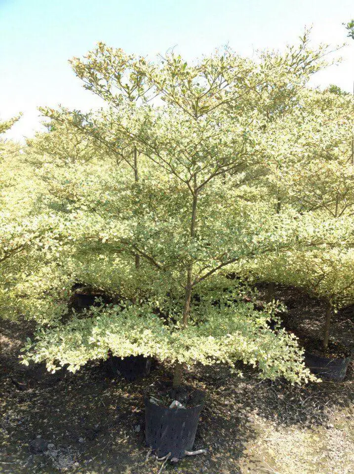 CÂY BÀNG NHẬT GIỐNG