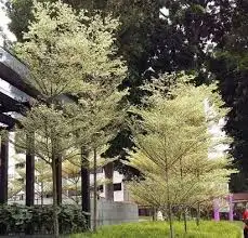 CÂY BÀNG NHẬT