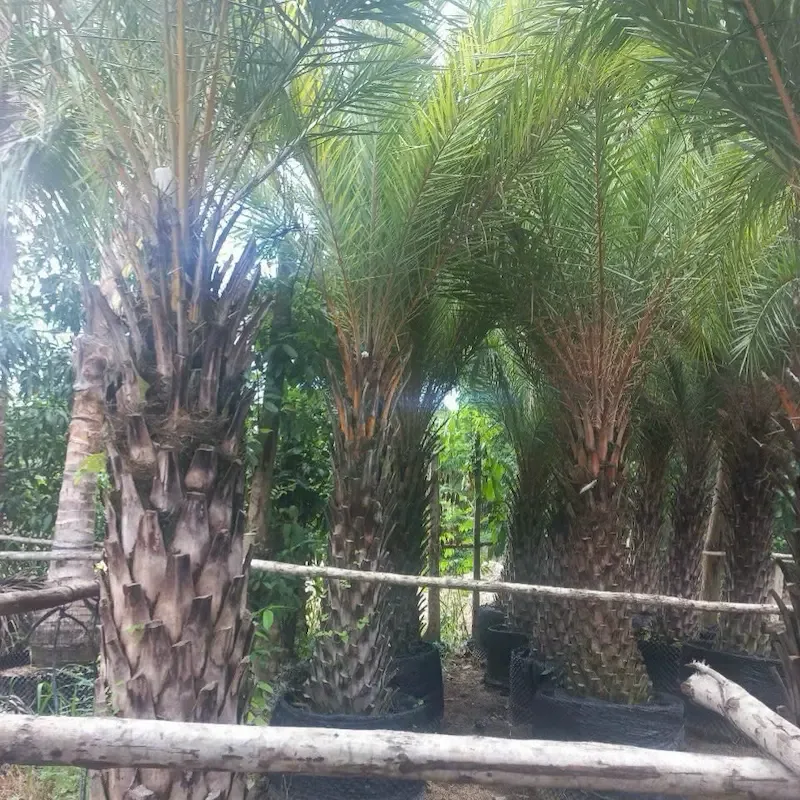 CÂY CHÀ LÀ 1