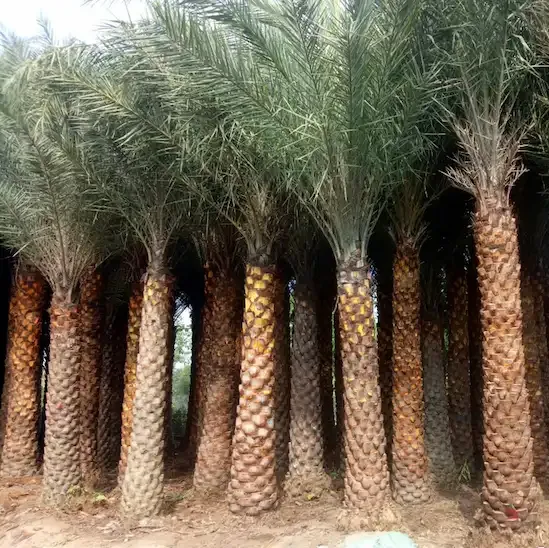 CÂY CHÀ LÀ