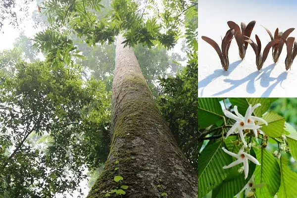 CÂY TRÒ CHỈ