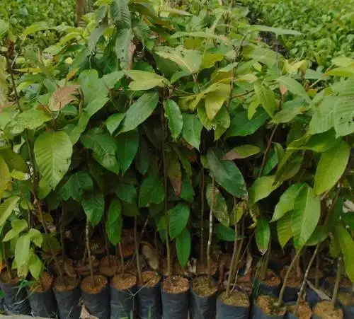 CÂY CHÒ CHỈ GIỐNG