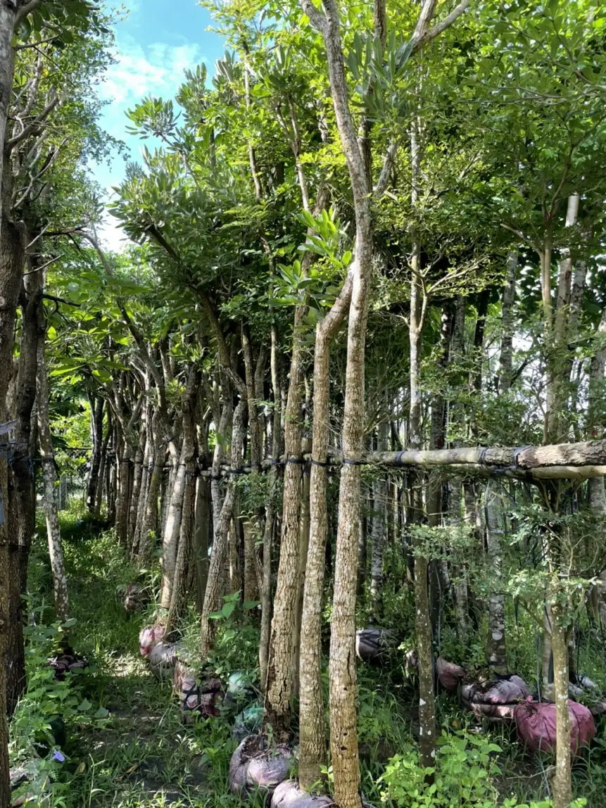 CÂY CHUÔNG VÀNG LOẠI TRUNG