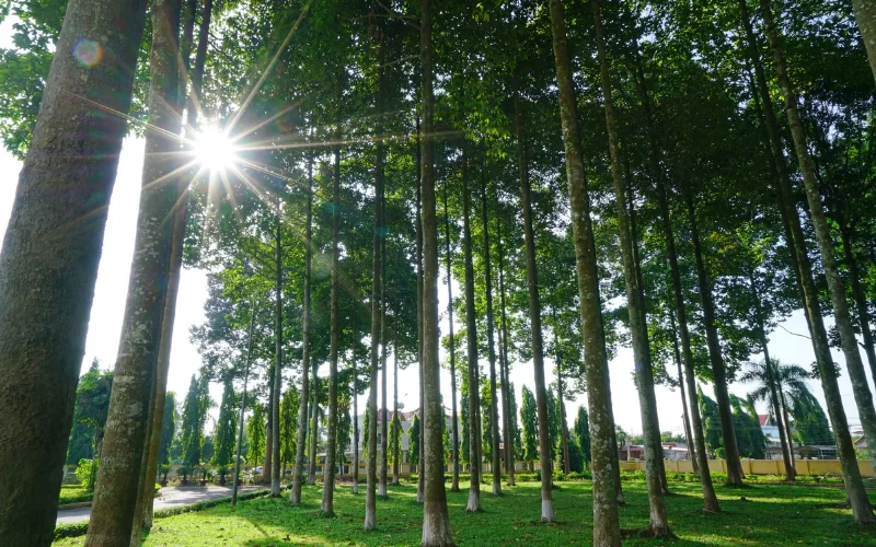 CÂY DẦU