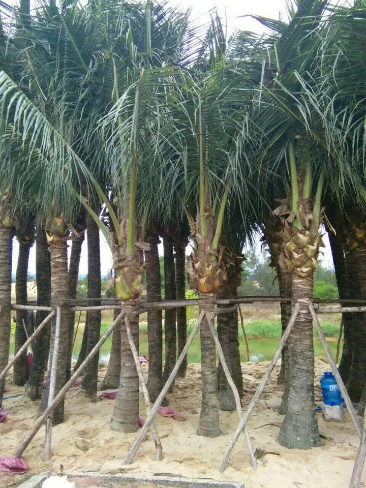 CÂY DỪA 1