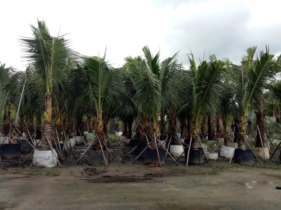CÂY DỪA 2