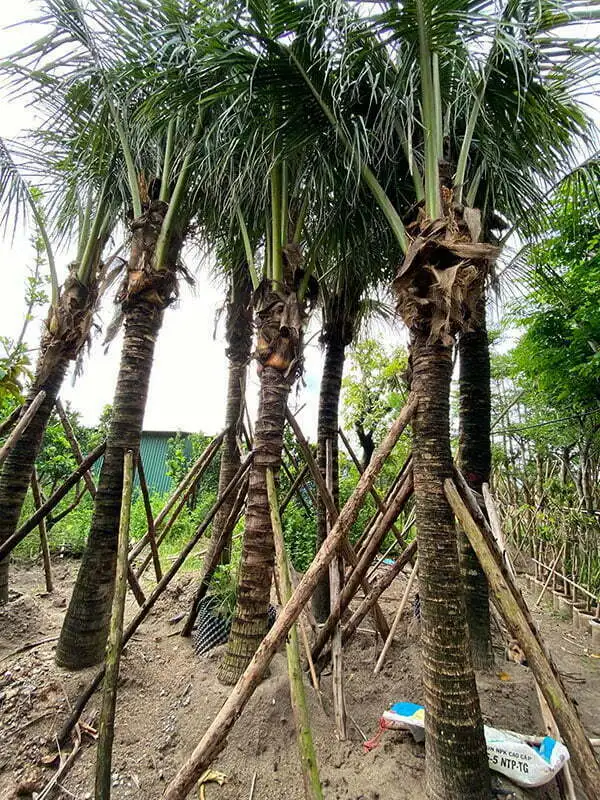 CÂY DỪA