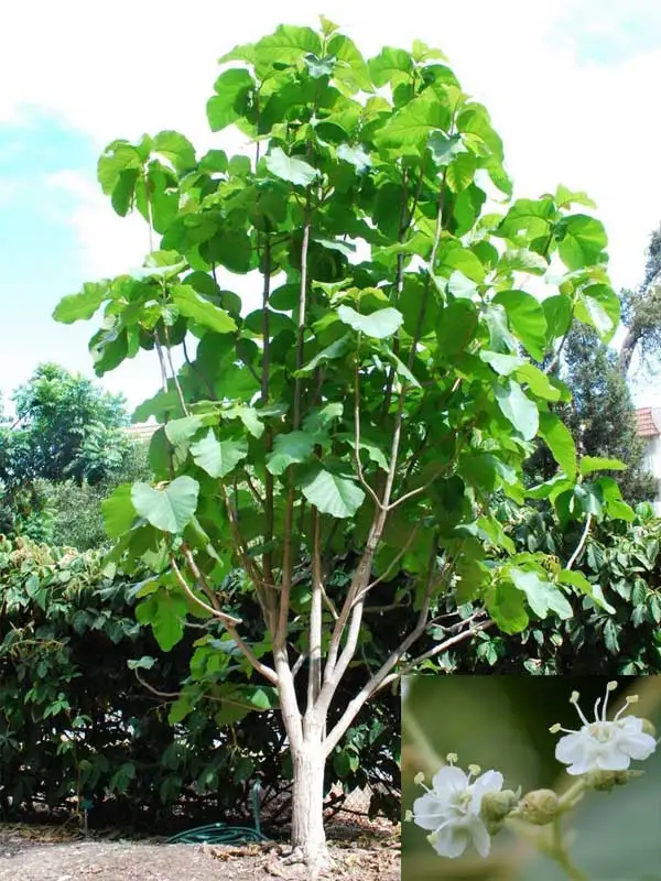 CÂY GIÁ TỴ 1