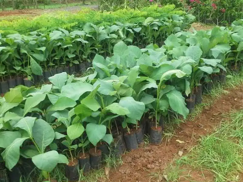 CÂY GIÁ TỴ GIỐNG