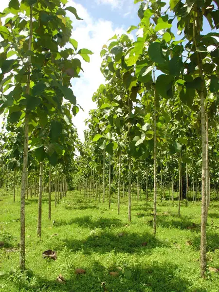 CÂY GIÁ TỴ