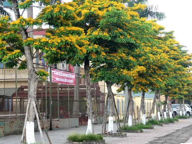 CÂY GIÁNG HƯƠNG 1