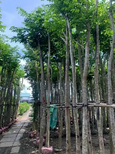 CÂY GIÁNG HƯƠNG