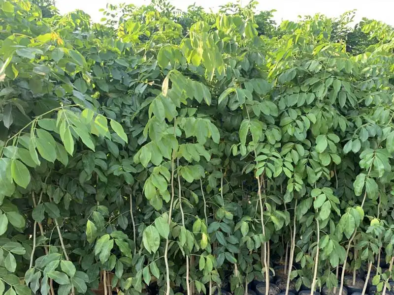 CÂY GÕ ĐỎ GIỐNG