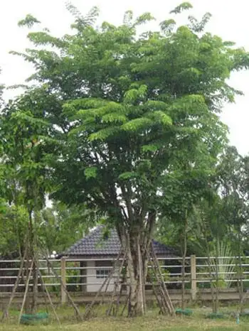 CÂY GÕ ĐỎ