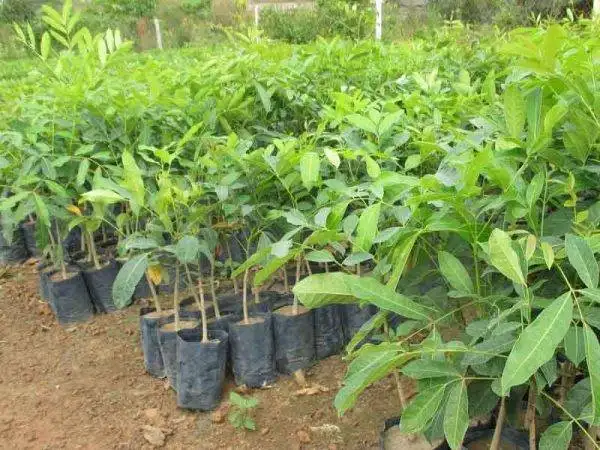 CÂY GÕ MẬT GIỐNG