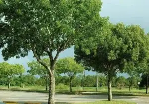 CÂY GÕ MẬT