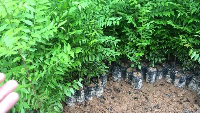 CÂY GỖ MUN GIỐNG