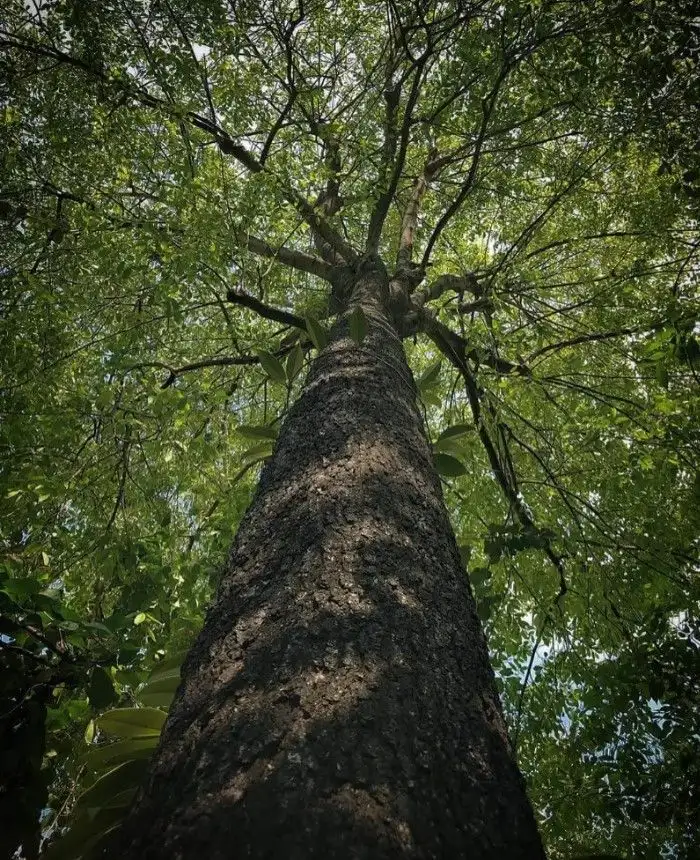 CÂY GỖ MUN
