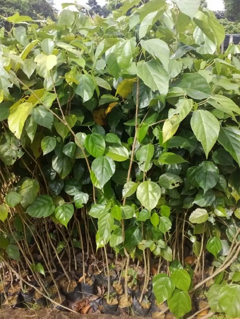 CÂY GỖ NGHIẾN GIỐNG