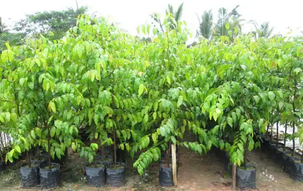 CÂY GỔ SAO GIỐNG