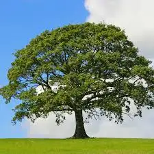 CÂY GỖ SỒI