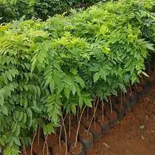 CÂY GỖ SƯA GIỐNG